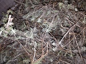 Slika /vijesti/2014/Smilje (5).JPG